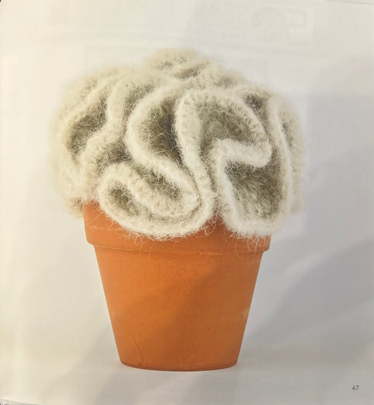 Gold Lace Cactus (Mammillaria Elongata)