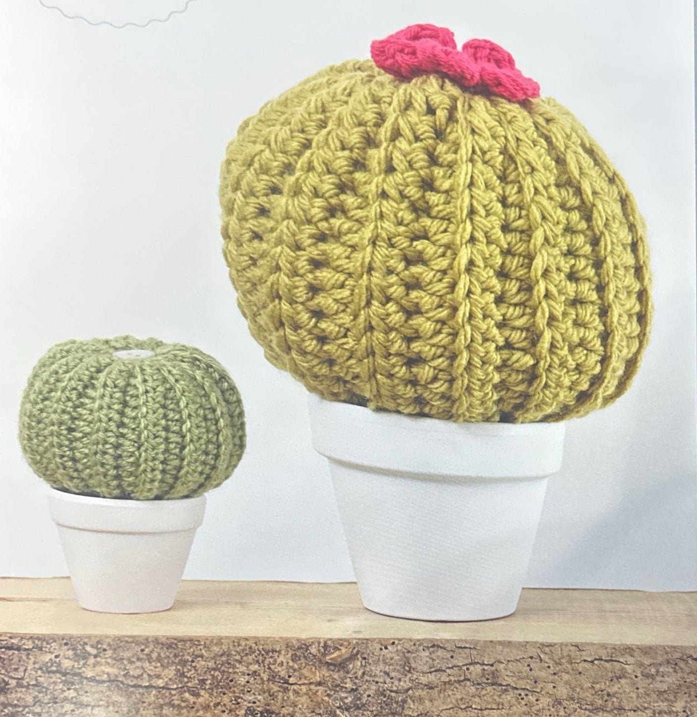 Golden Barrel (Echinocactus Grusonii)