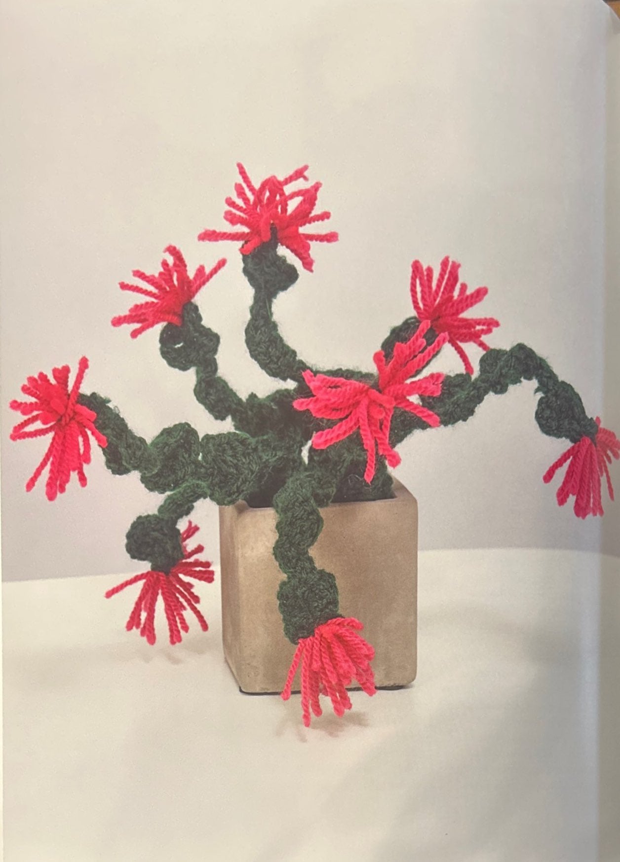 Holiday Cactus (Schlumbergera Truncata)