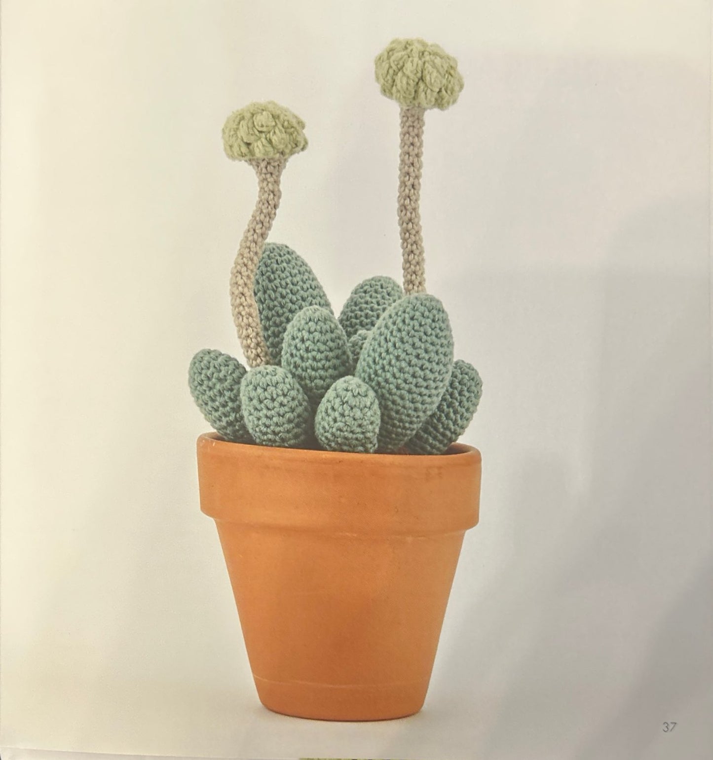 Lizard Skin Crassula (Crassula Tecta)