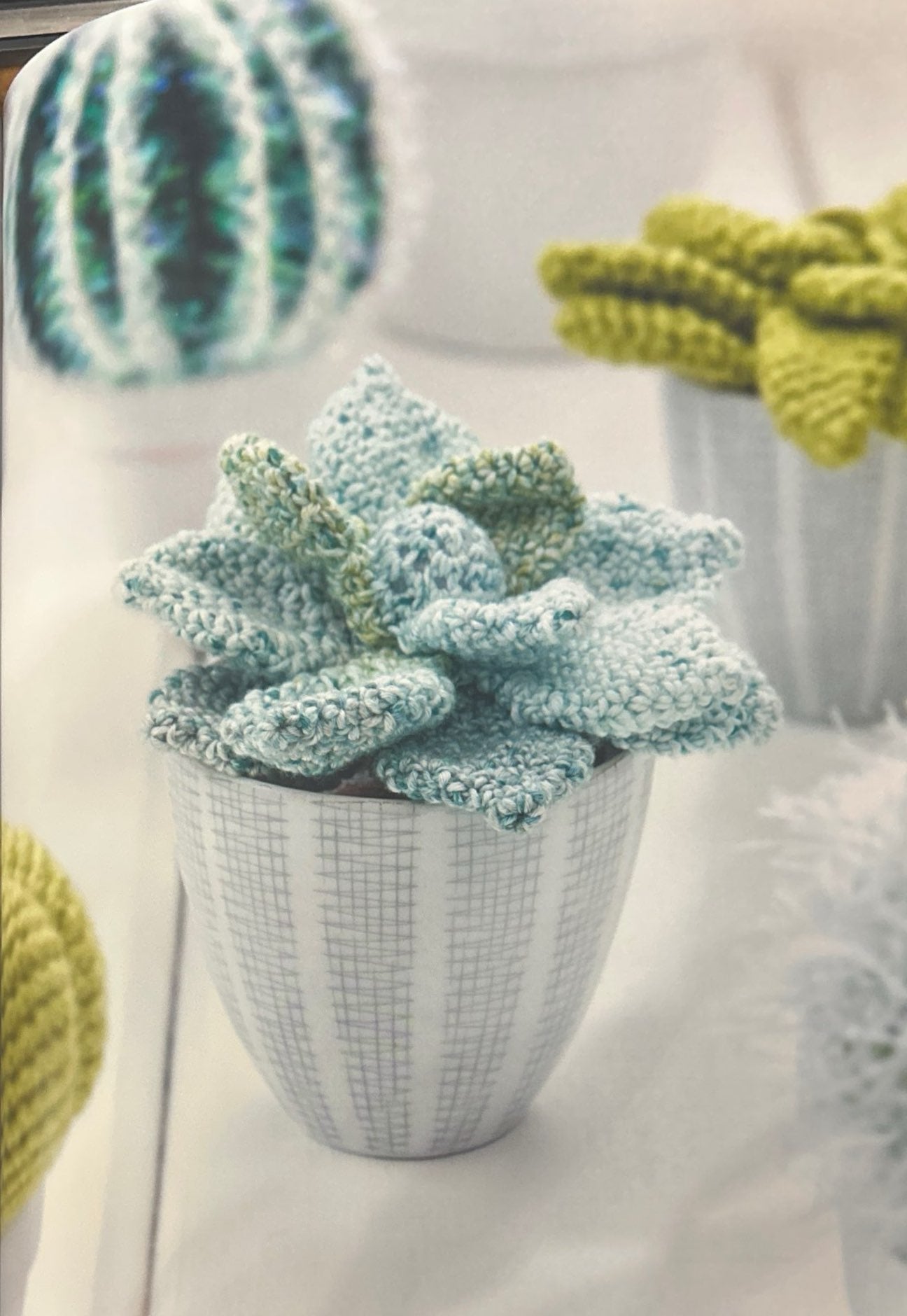 Mexican Snowball (Echeveria Elegans)