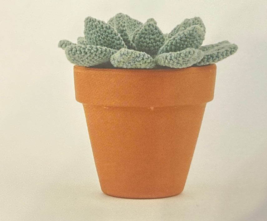 Mexican Rosette (Echeveria)