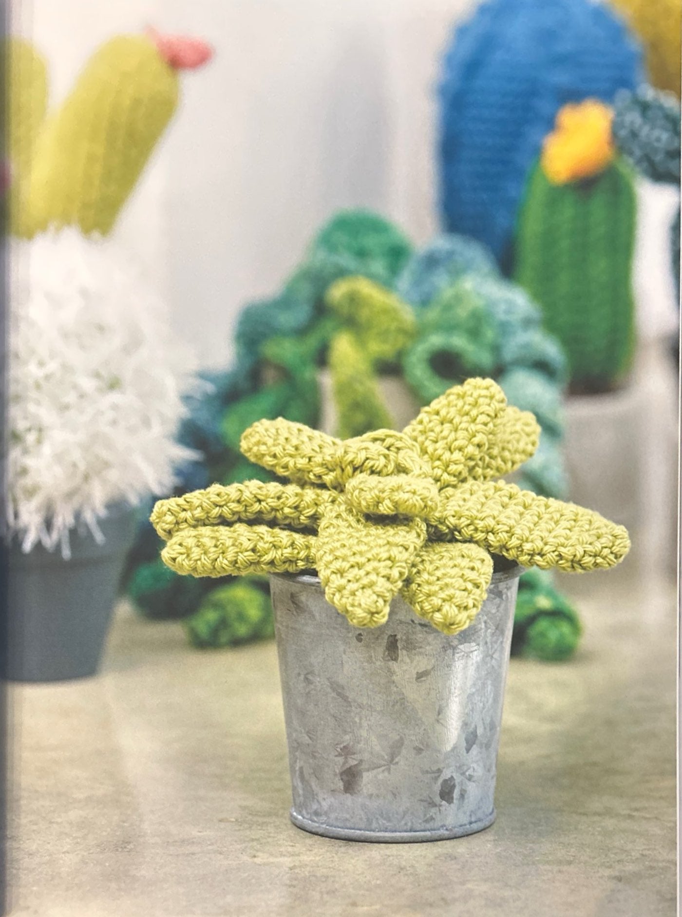 Moulded Wax Agave (Echeveria Agavoides)