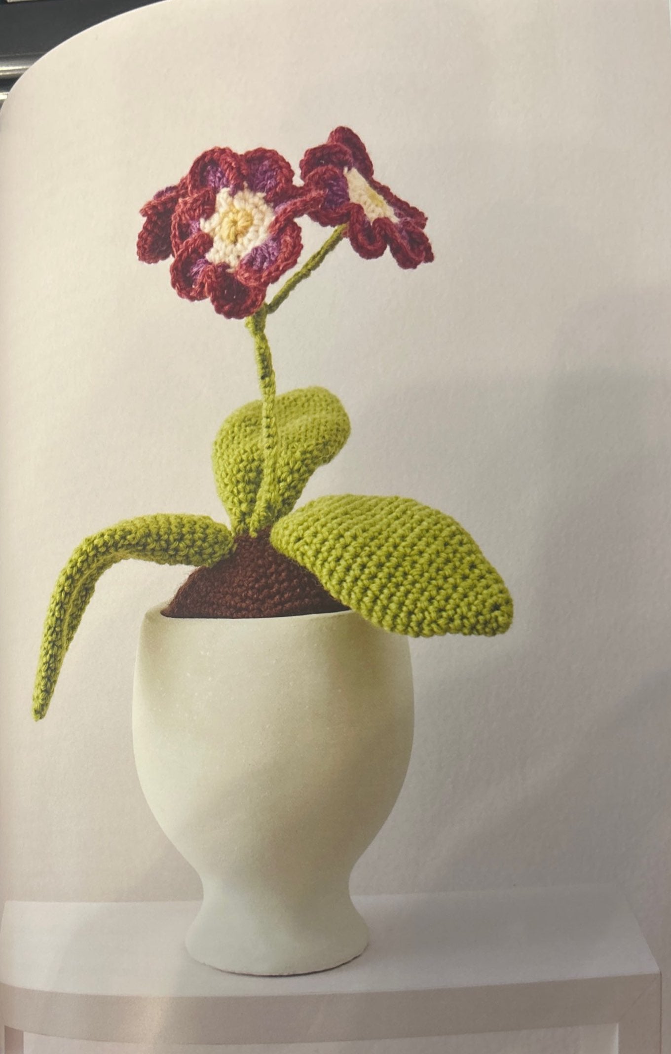 Mountain Cowslip (Primula Auricula)