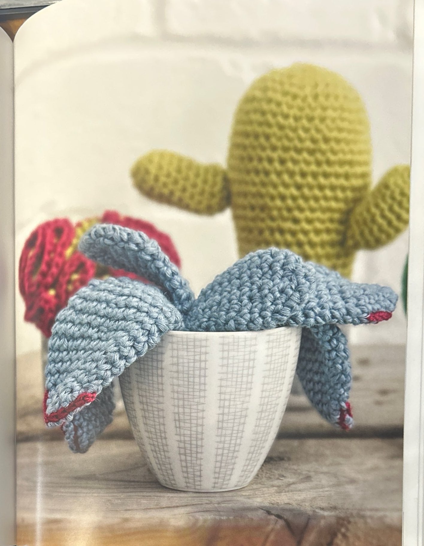 Pig's Ear (Cotyledon Orbiculata)