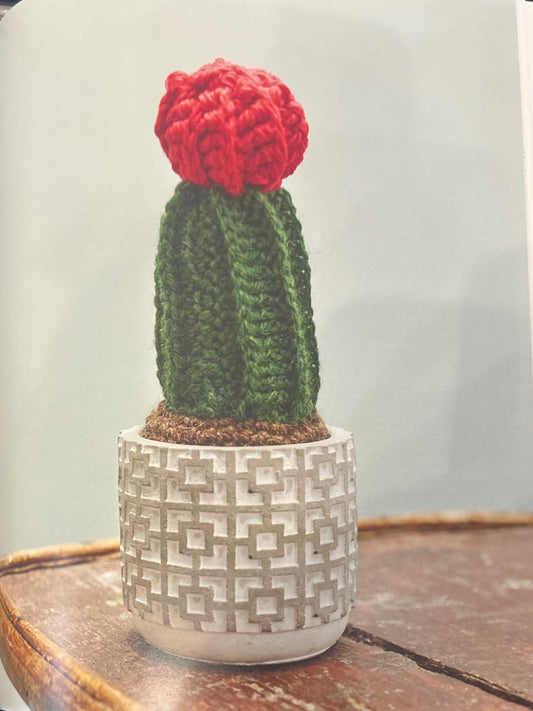 Red Cap Cactus (Gymnocalycim Mihanovichii)