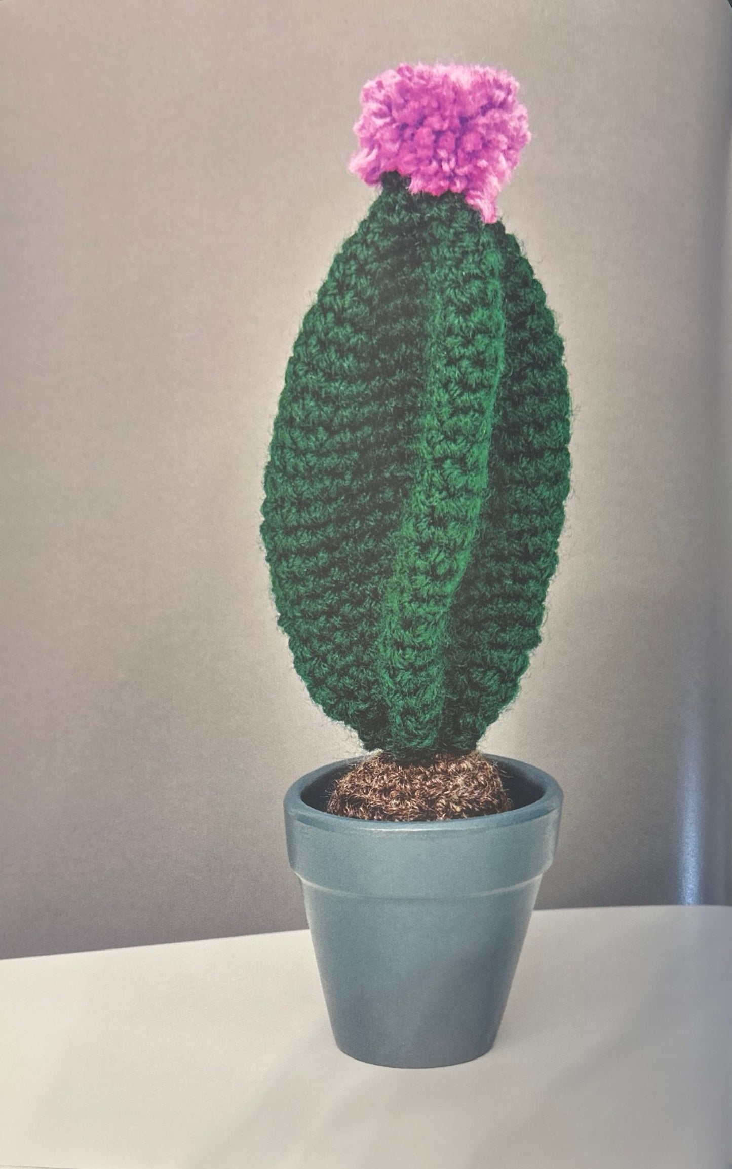 San Pedro (Echinopsis Pachanoi)
