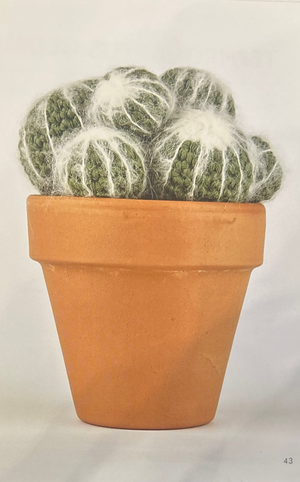 Silver Ball Cactus (Parodia Scopa)