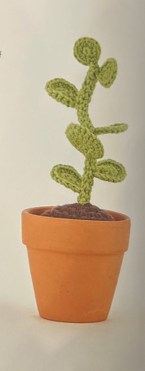 Silver Dollar Plant (Xerosicyos Danguyi)