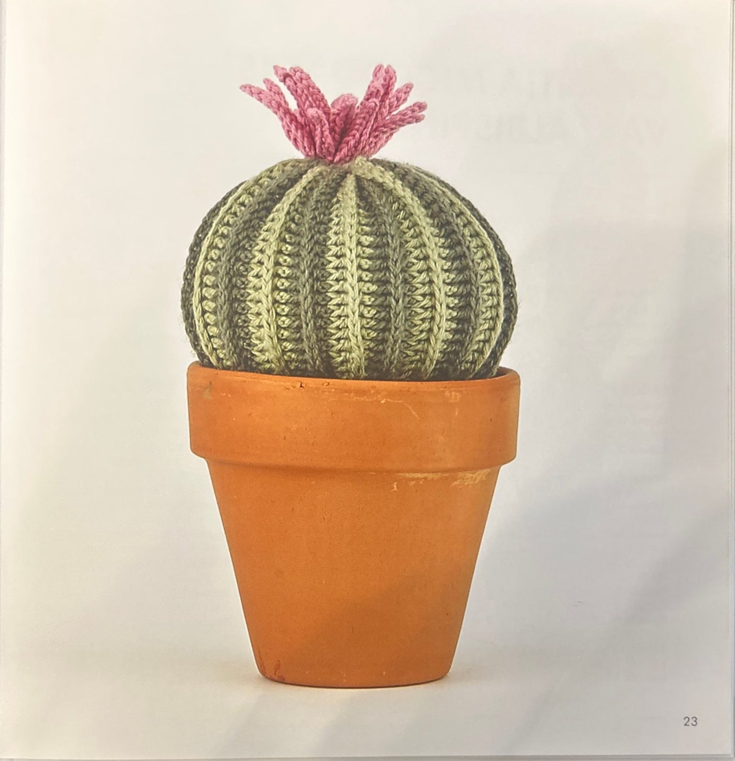 Stenocactus Obvallatus