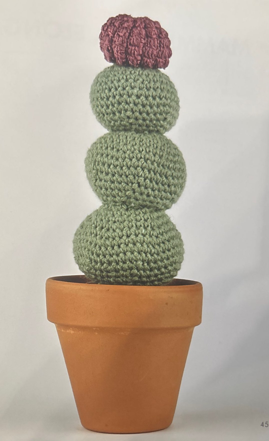 Tephrocactus Geometricus