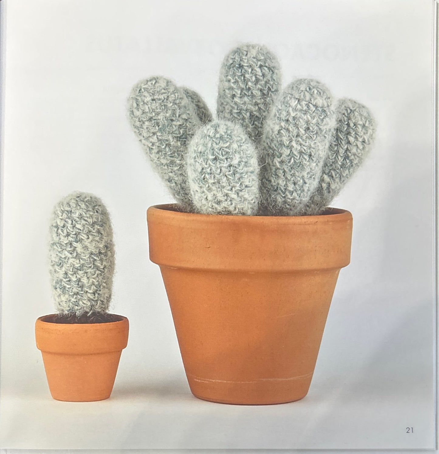 White Spined Clumper (Echinocereus Nivosus)